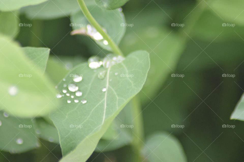 Plants with dew