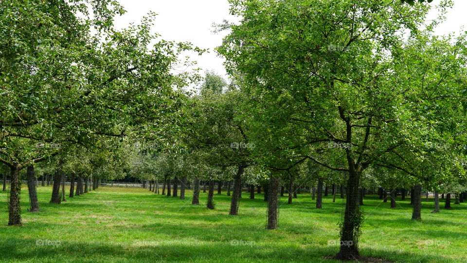 Trees in a garden at Domein Bokrijk in Belgium.