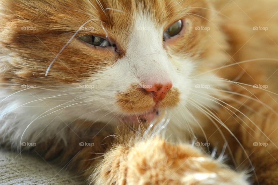 cat beautiful portrait close up