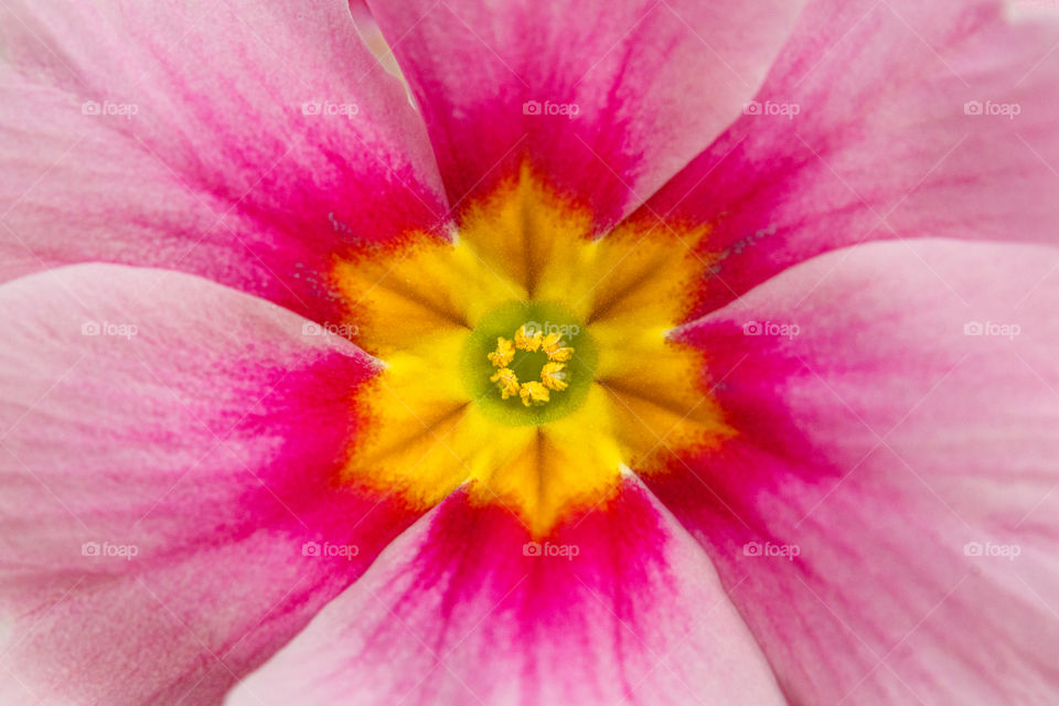 zoomed in  - blossom of a beautiful pink primrose