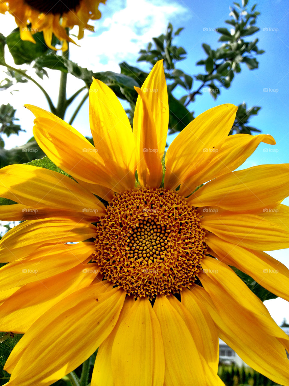 Sunflower blooming outdoors