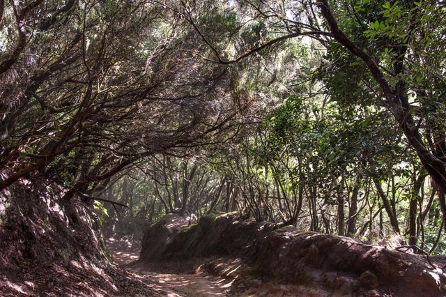 Las Montanas de Anaga. Tenerife 