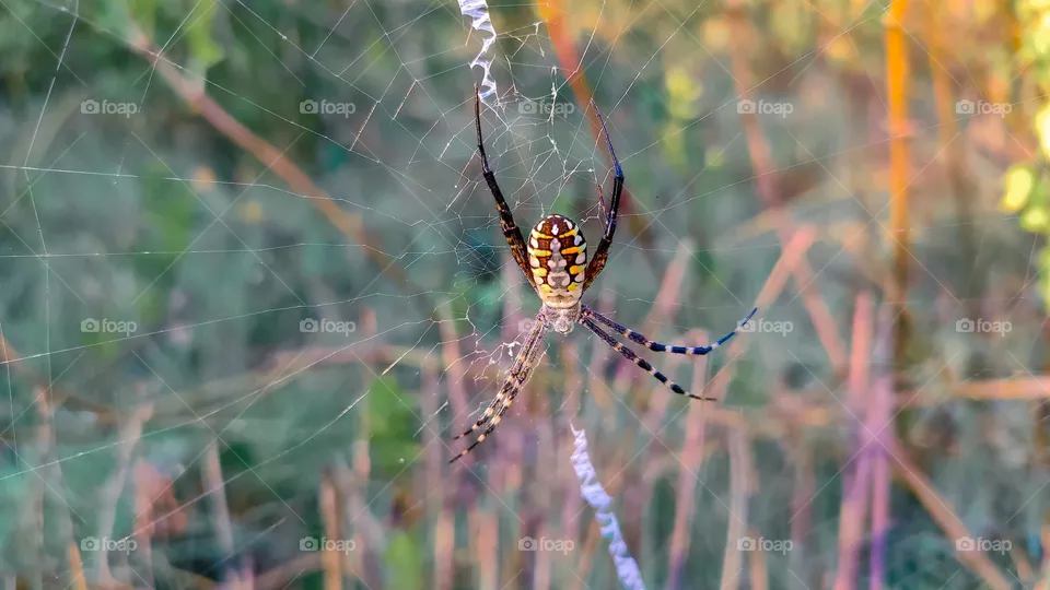 yellow garden spider on a web in the morning.