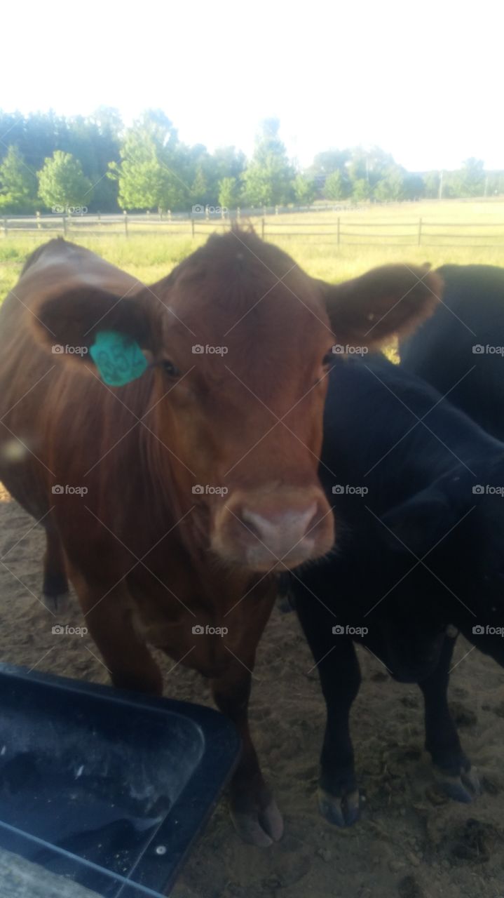 brown angus cow