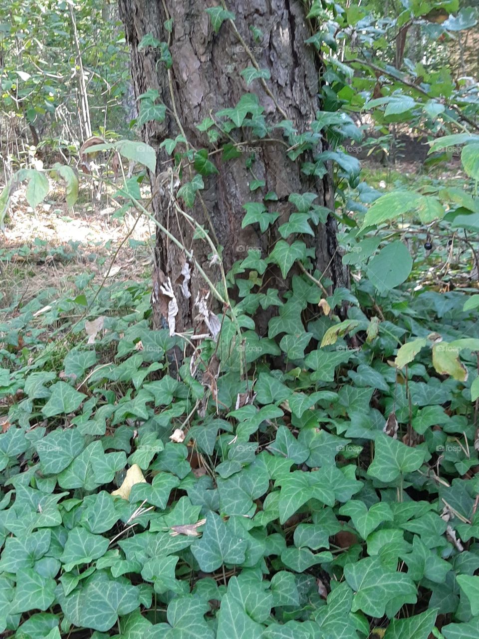 ivy on ona tree