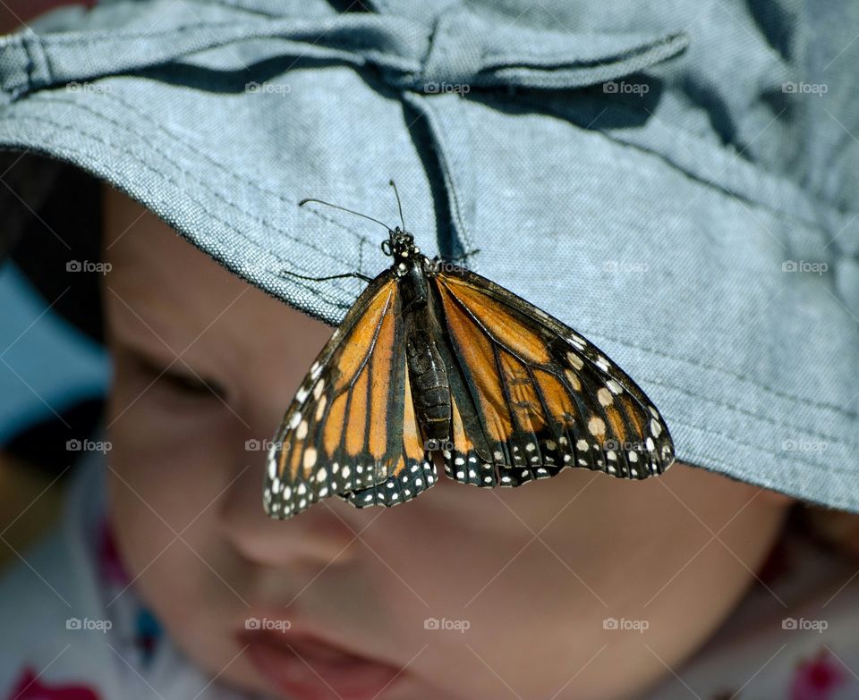 Close-up of a butterfly on baby's hat