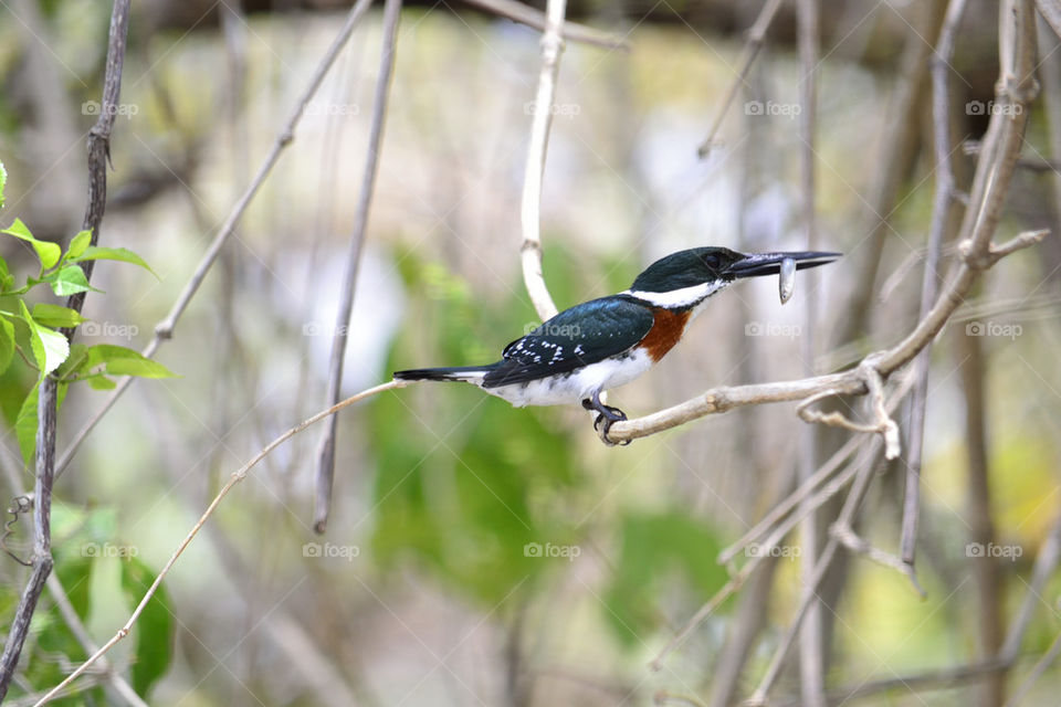 king Fisher