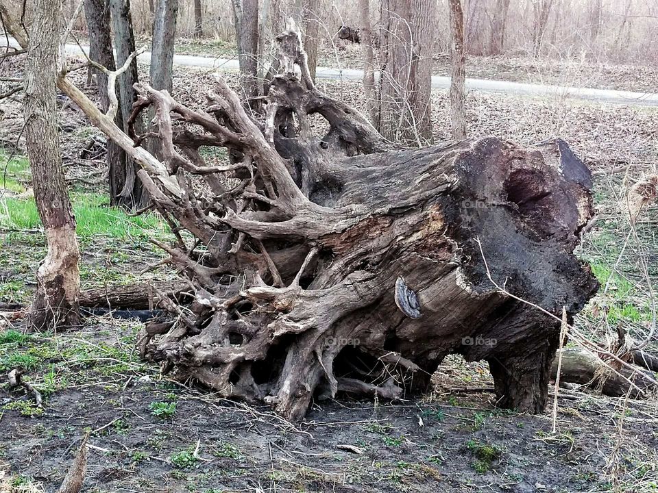 this tree stump would make a great business card or even a poster for advertisement
