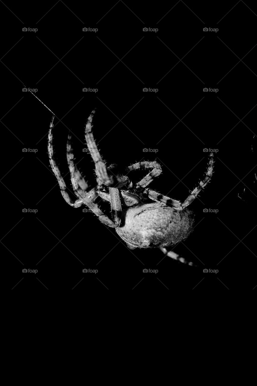 Spider