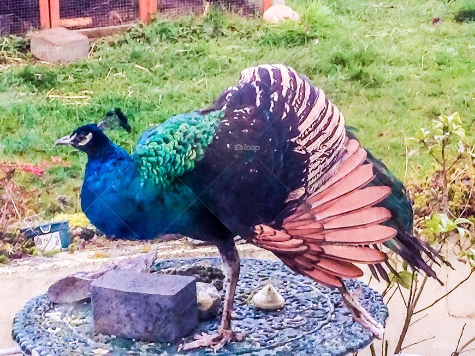 Peacock
