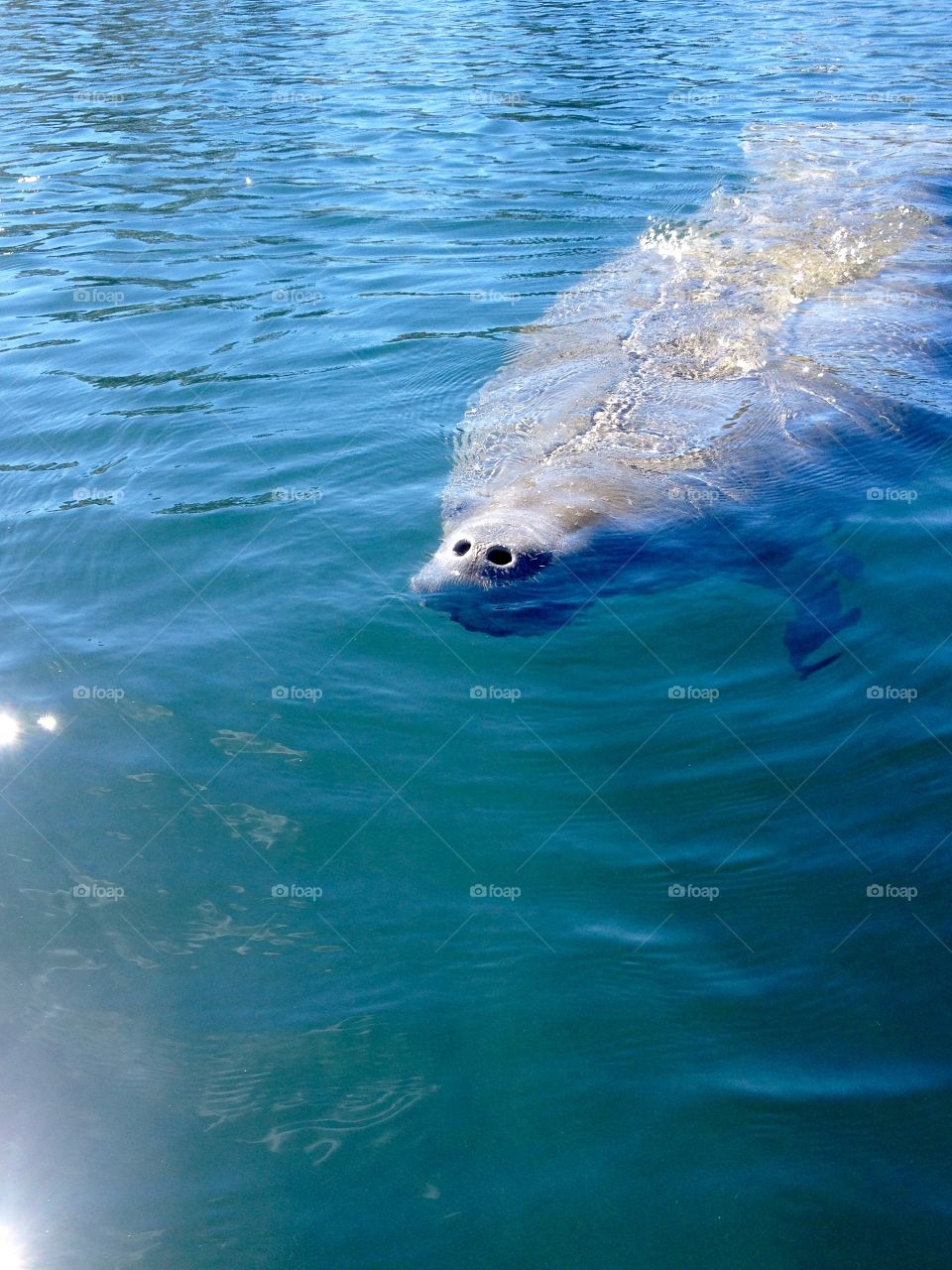 Manatee approaching 