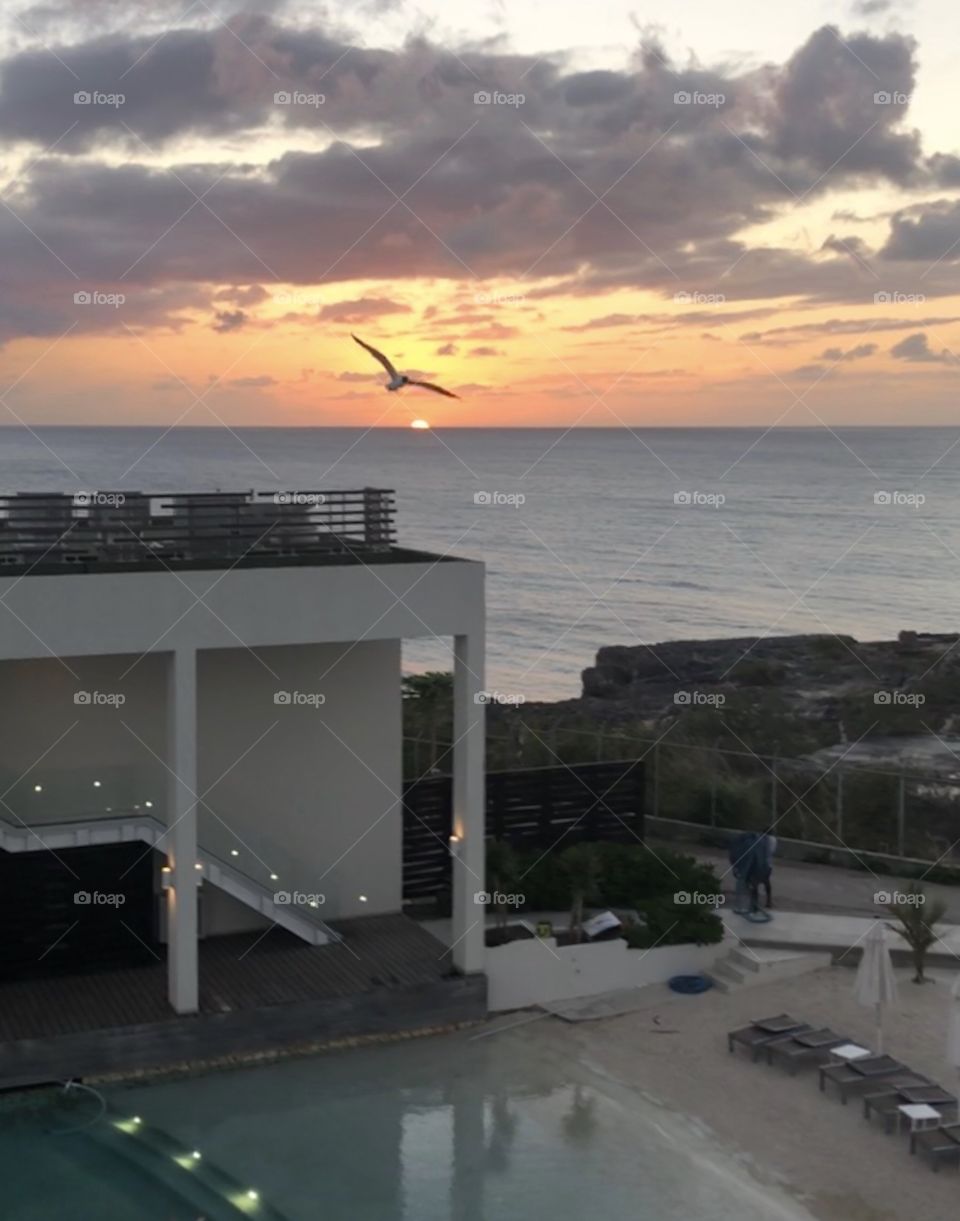 Bird flying over beautiful sunset in the Caribbean 