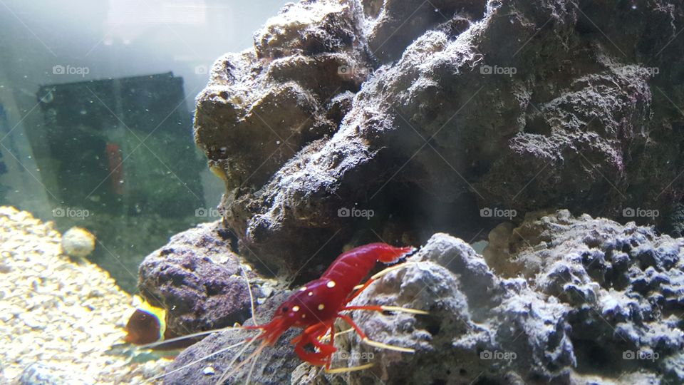 fire shrimp