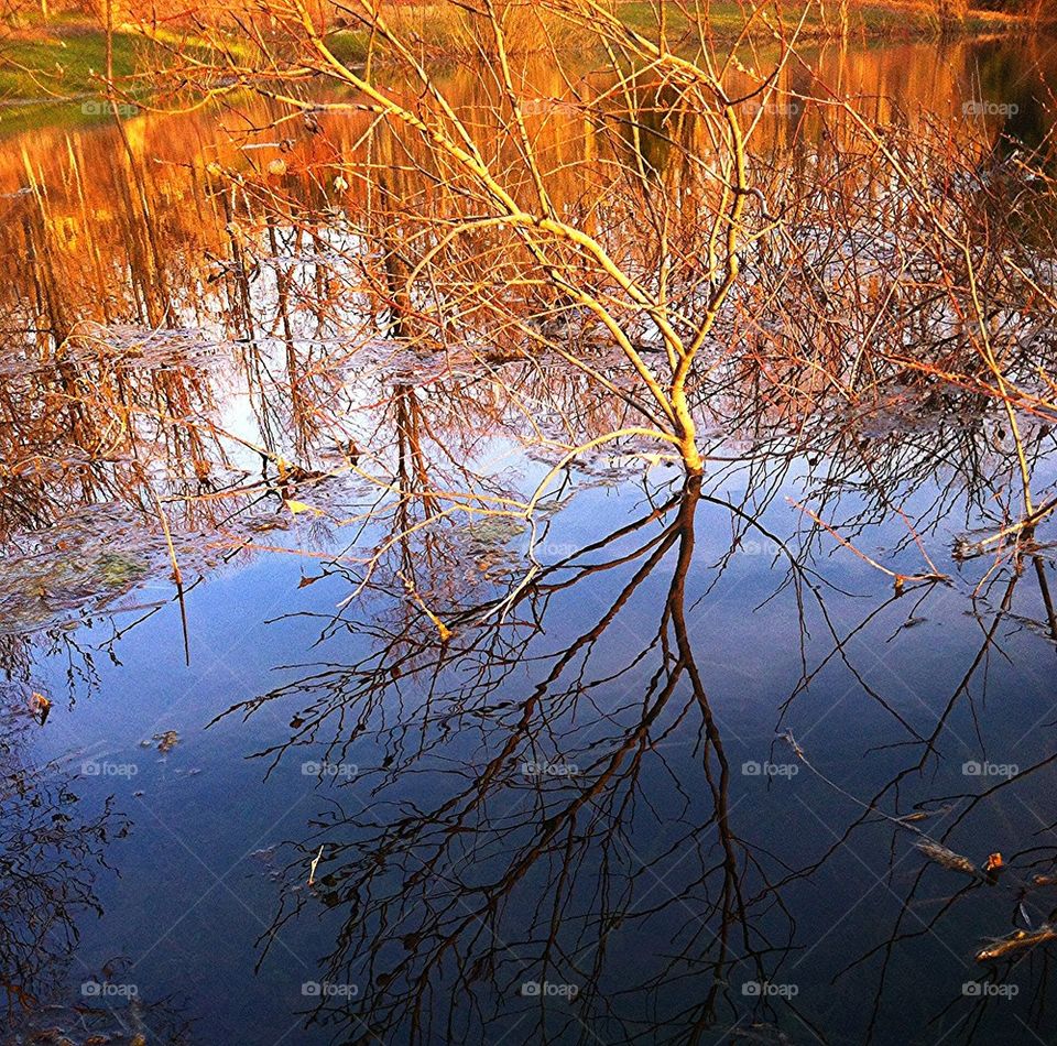 Willow reflection