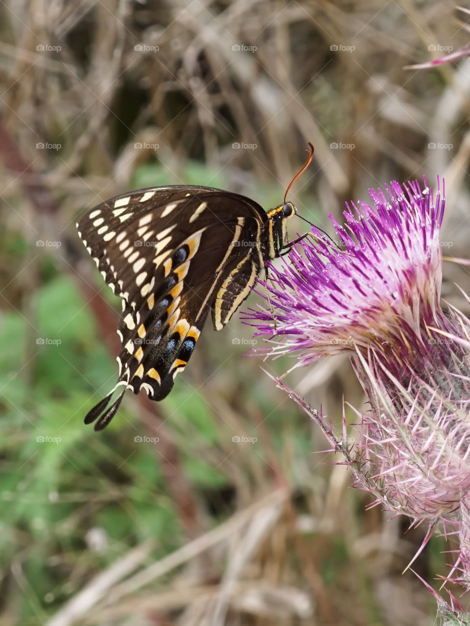 Swallowtail butterfly on purple thistle flower