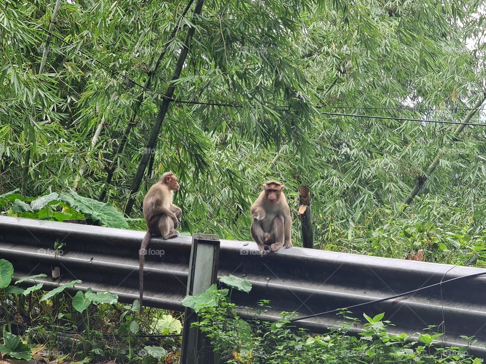 Monkey family