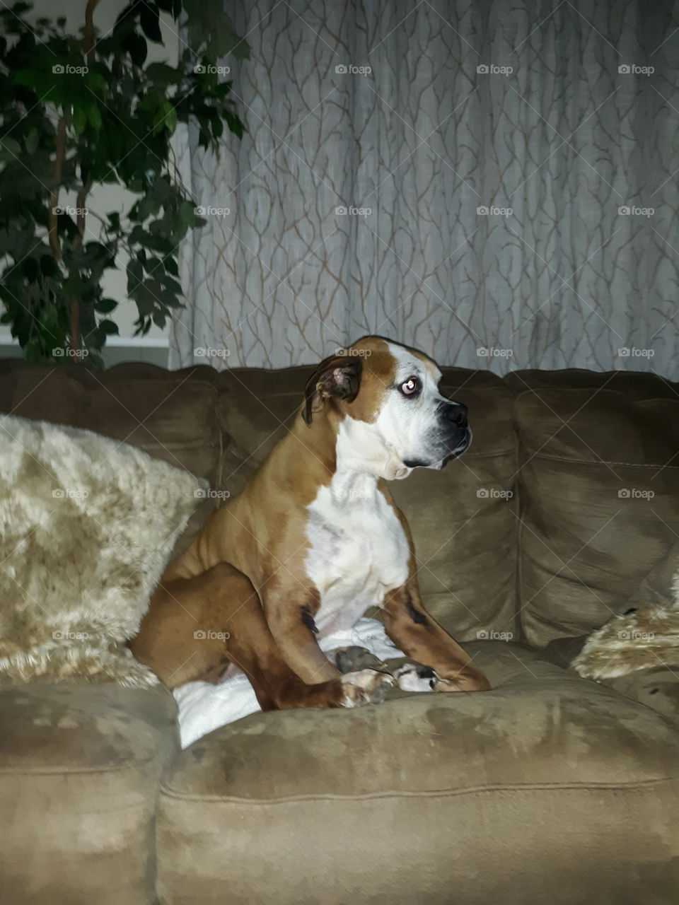 My In Laws Elder Boxer