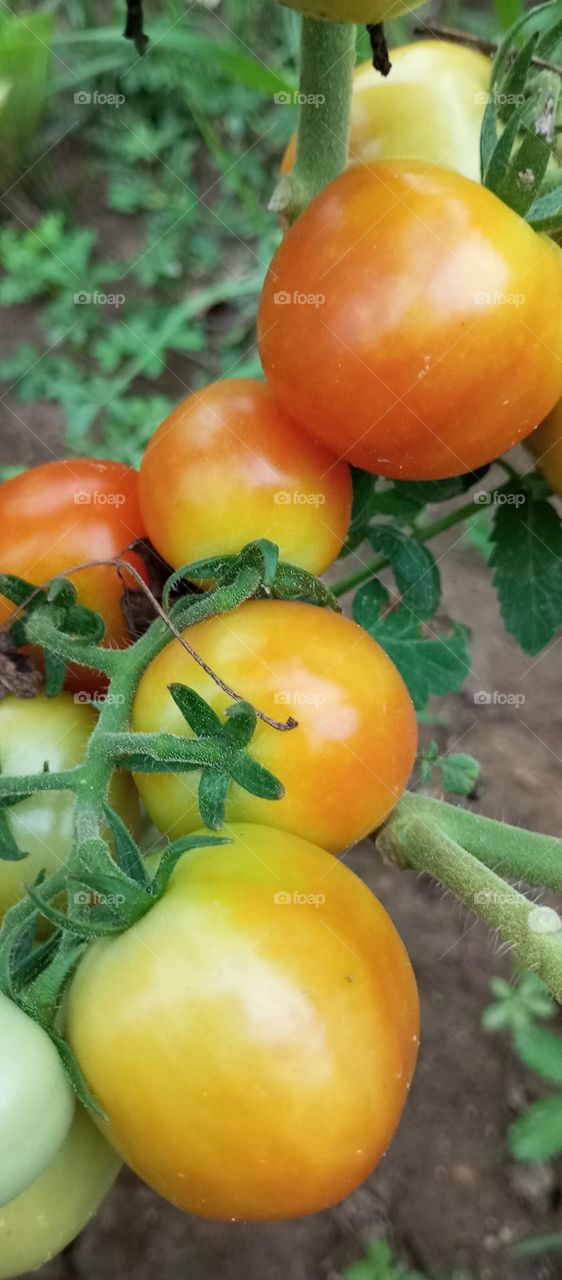 tomato
