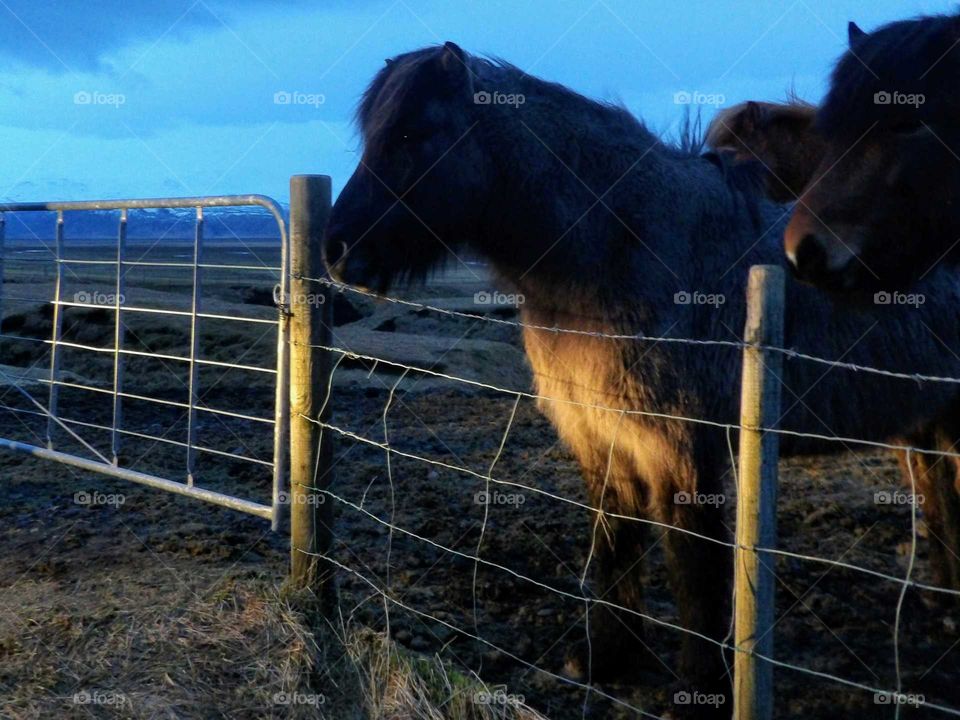 Horse by a fence