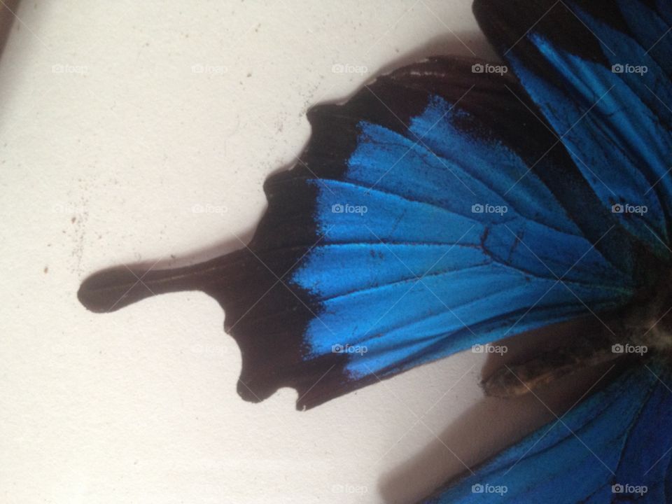 Butterfly wing