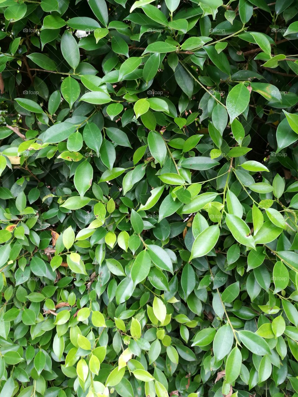 banyan leaf background