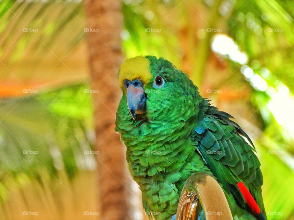 Yellow-Crowned Amazon Macaw