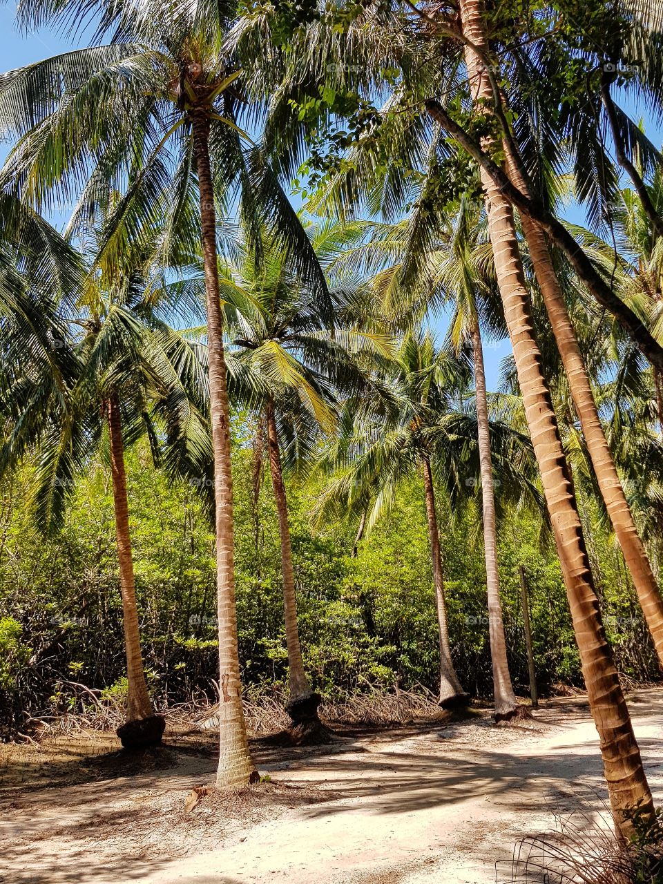 Walkway in coconut farm