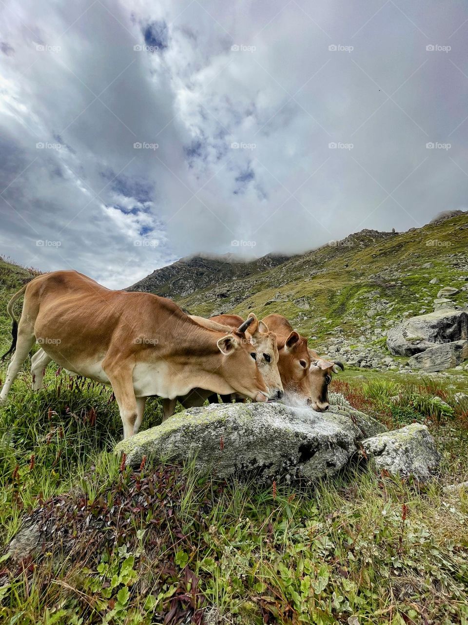 cows cherishing salt diet on mountain top