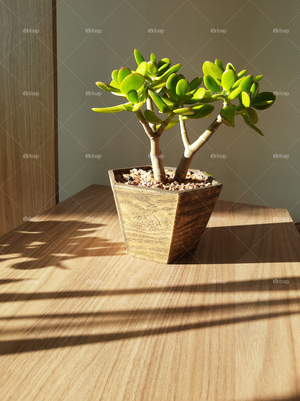 Jade plant