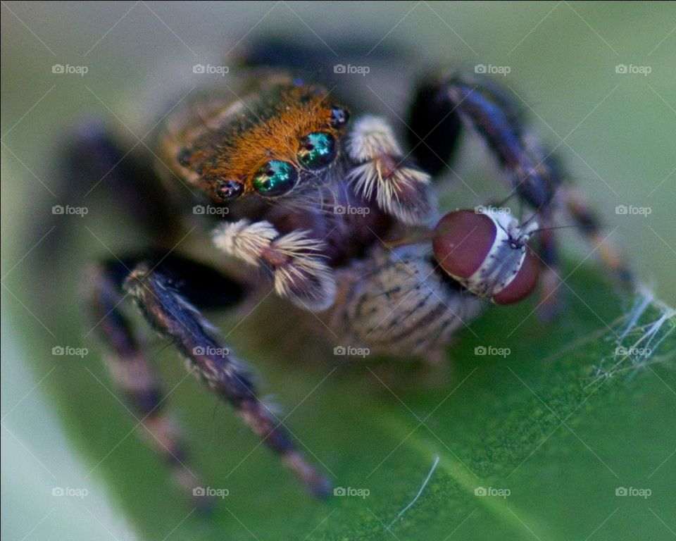 jumping spider