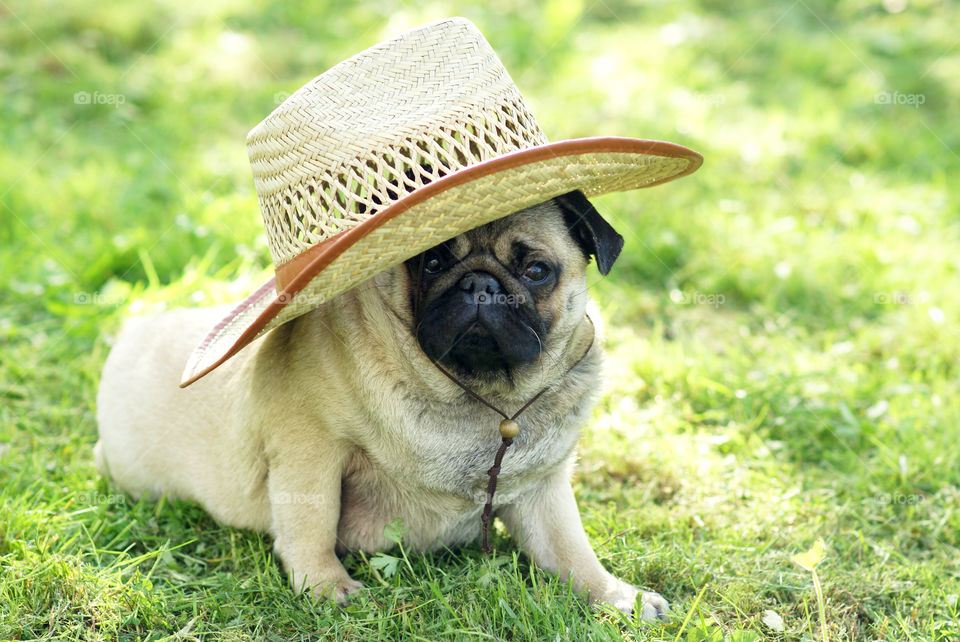 Straw Hat for pet Pug