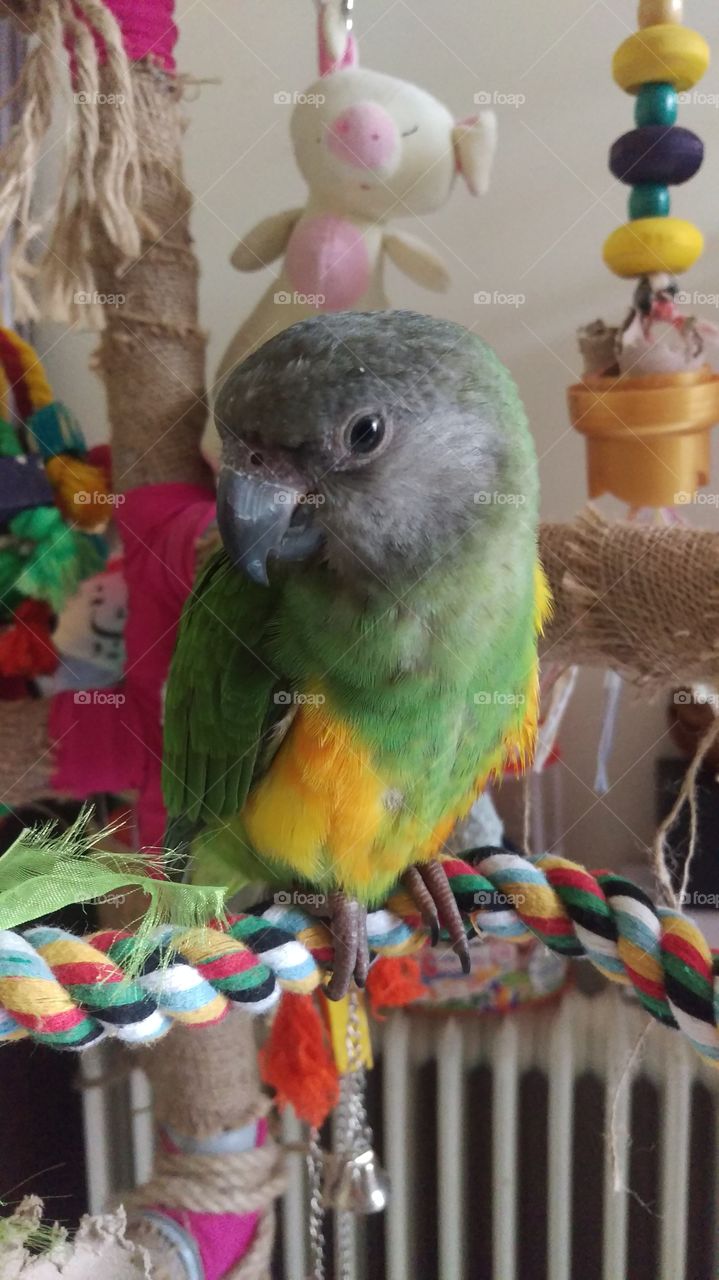 senegal parrot