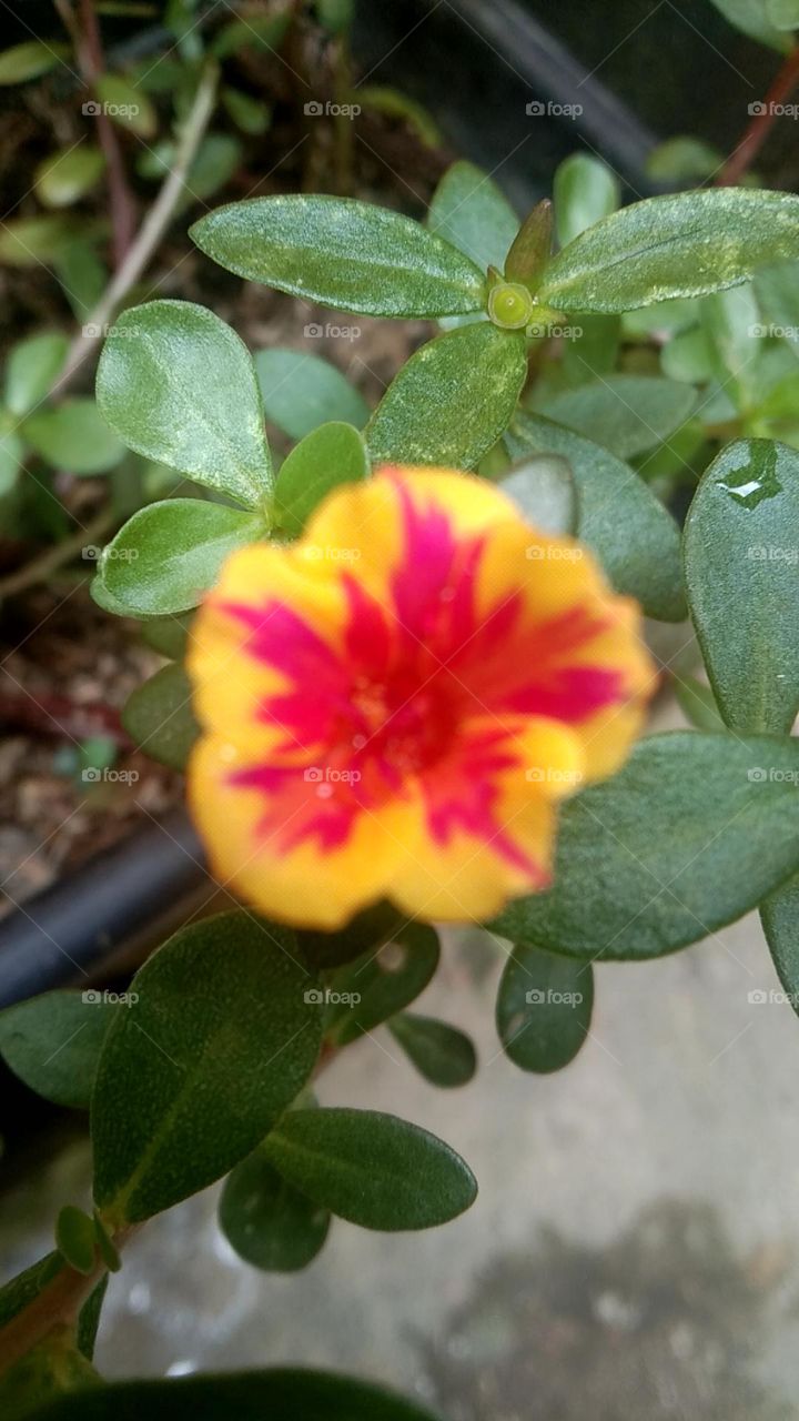 Portulaca umbraticola, yellow-pink color flower-green leaves, This plant is an annual (rarely perennial)-translucent single flower.