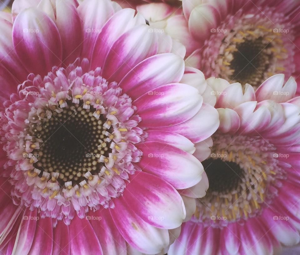 Pink flowers 