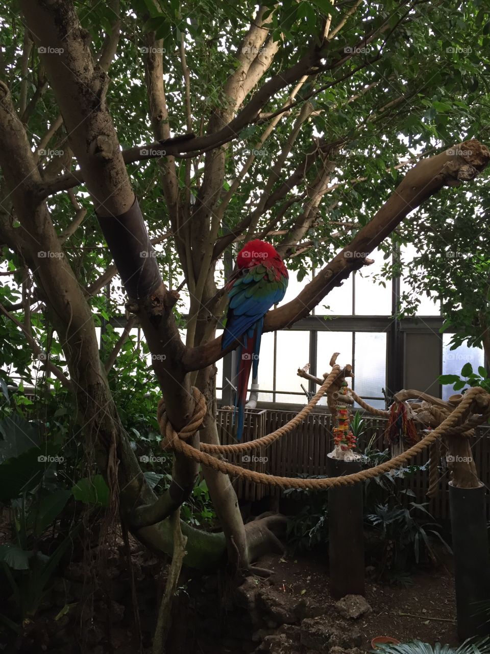 Tree, Wood, Tropical, No Person, Nature