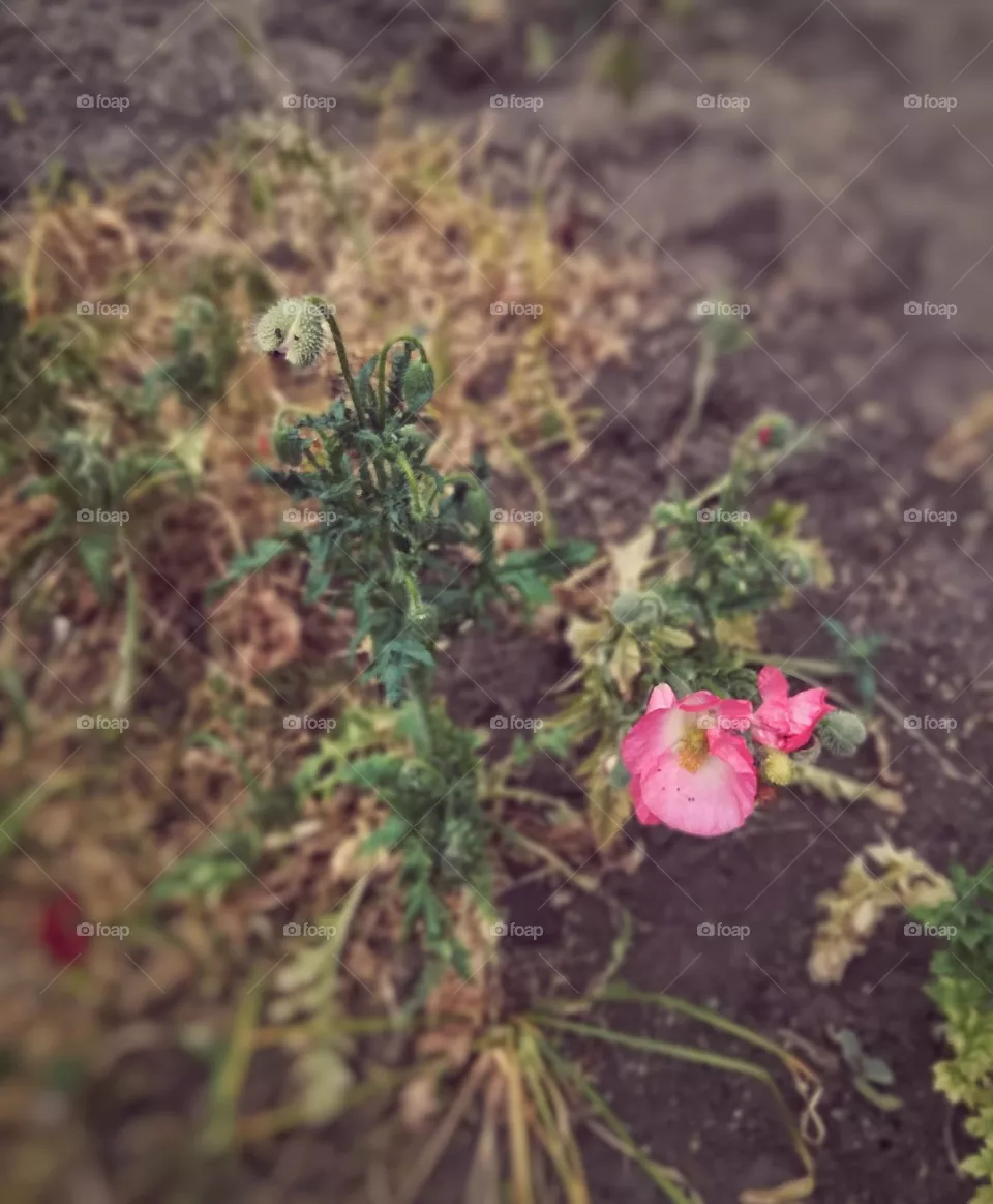Маки весно Україна мило фото 🌸 🌿 🌻 🌞 🌷 🌼