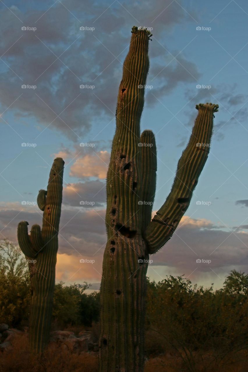 End of Day in Desert