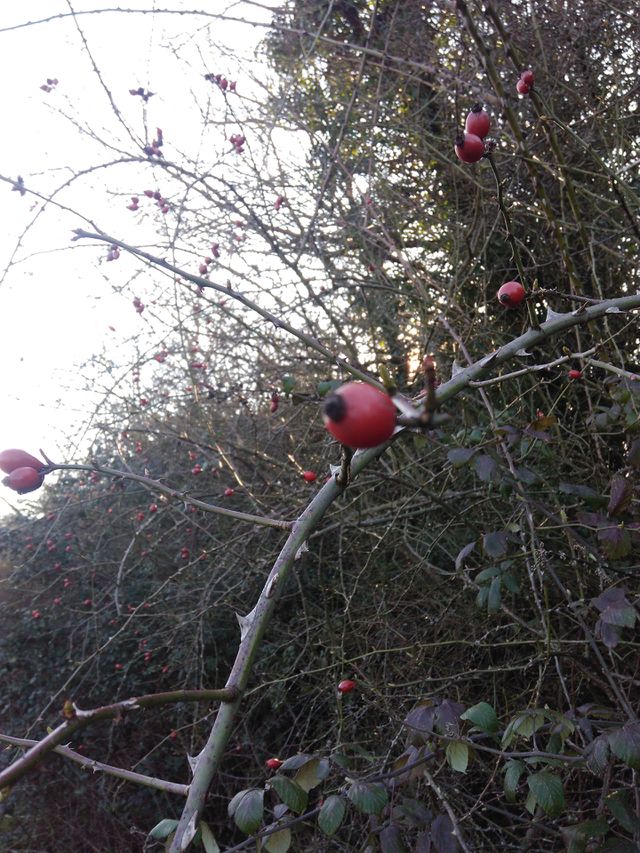 natute