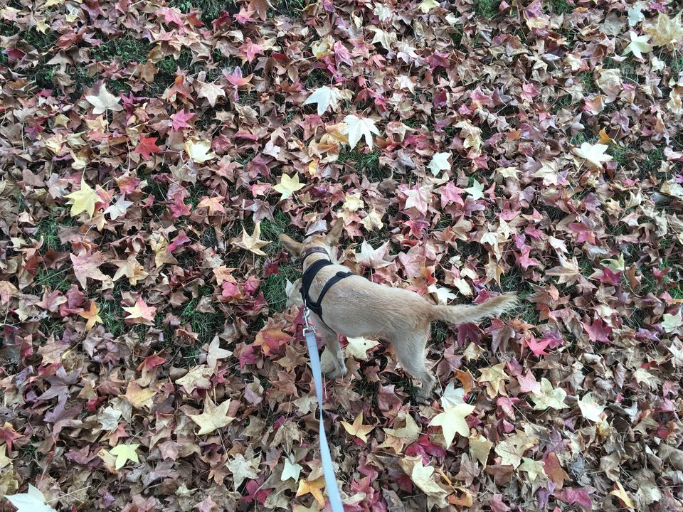 Dog playing with leaves