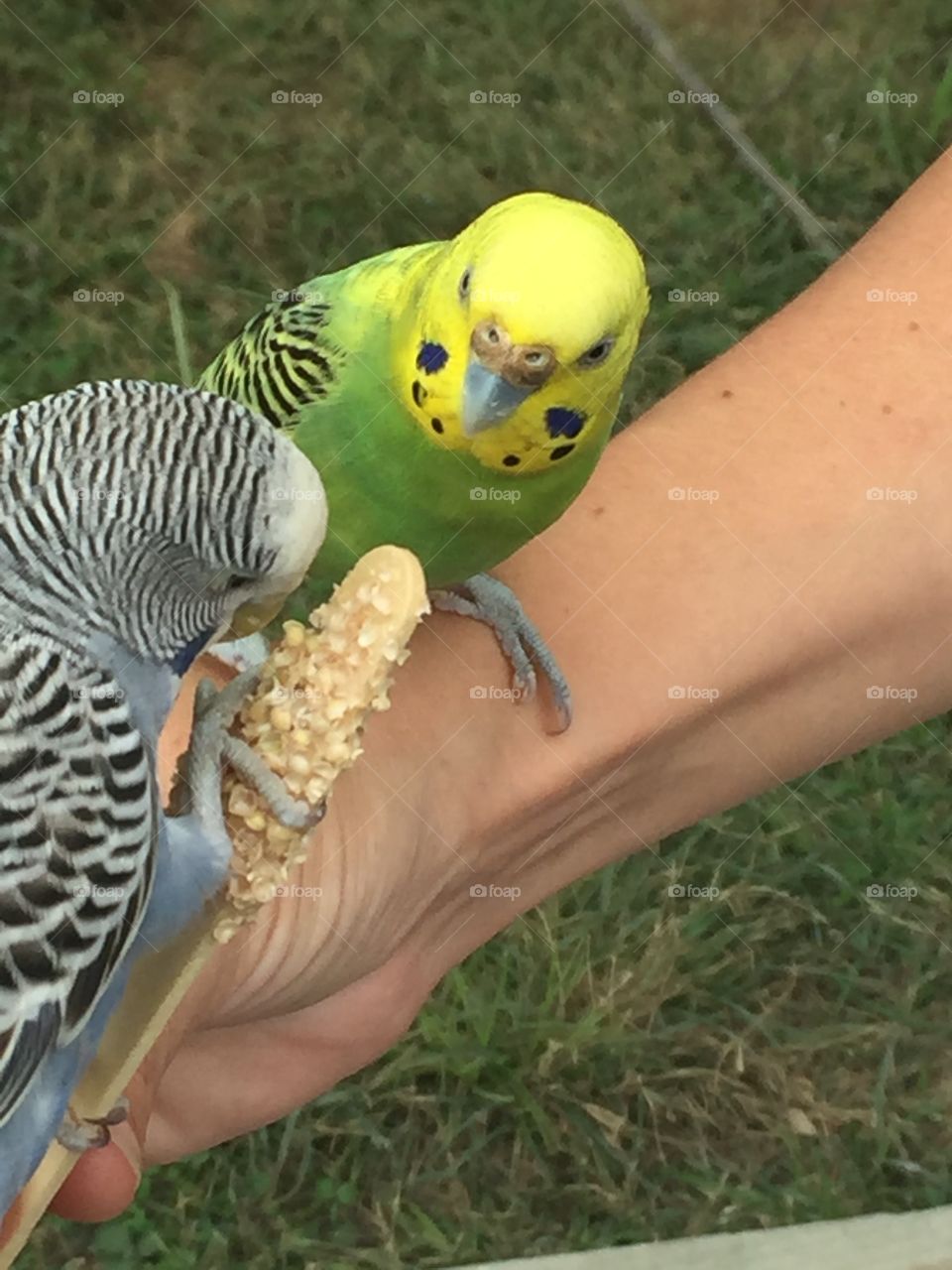 Parakeets sharing