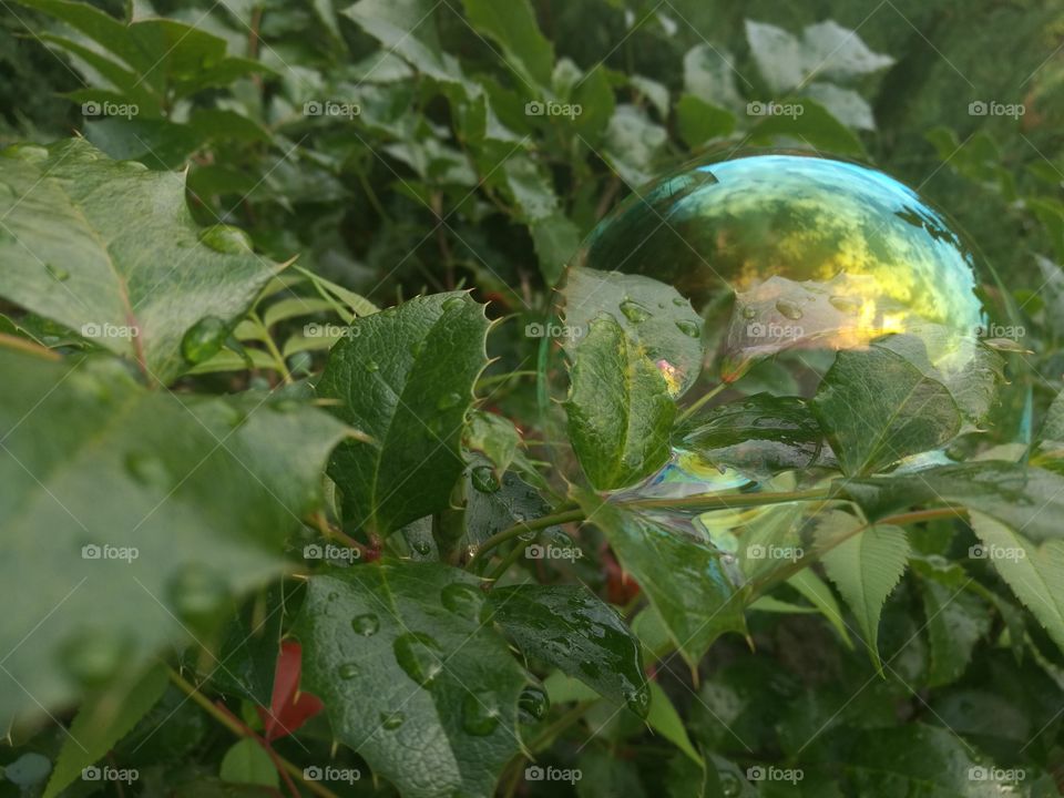 Soap bubble on plant leaves