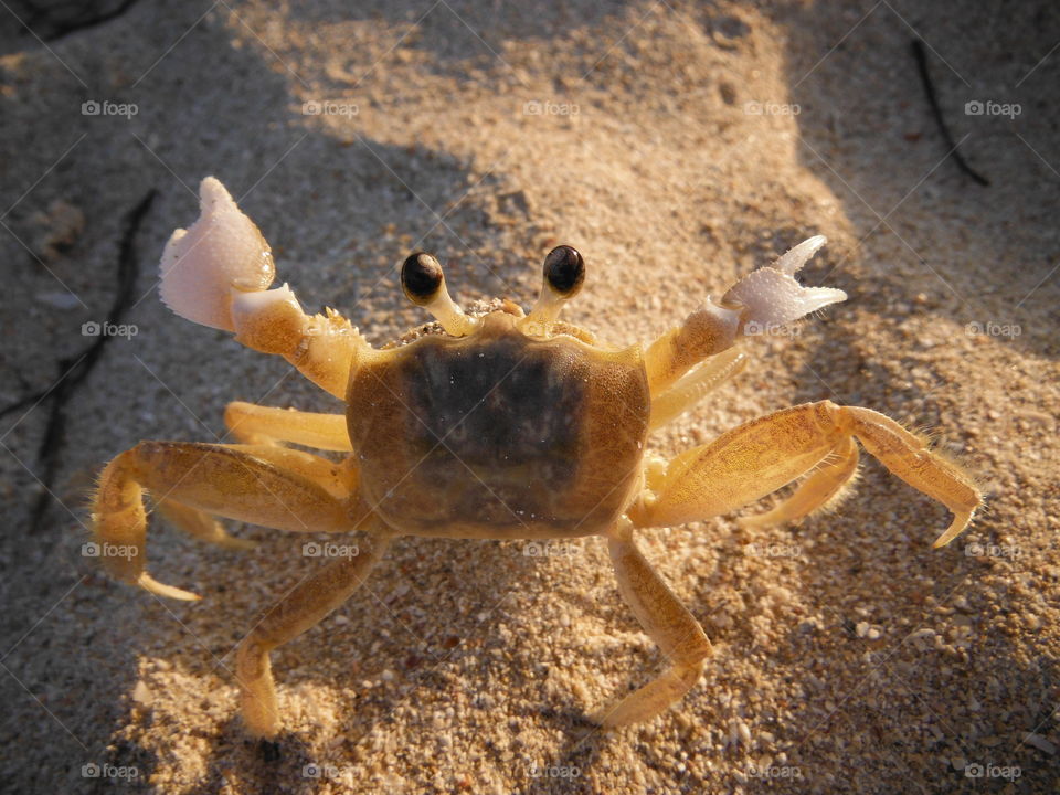 Crab