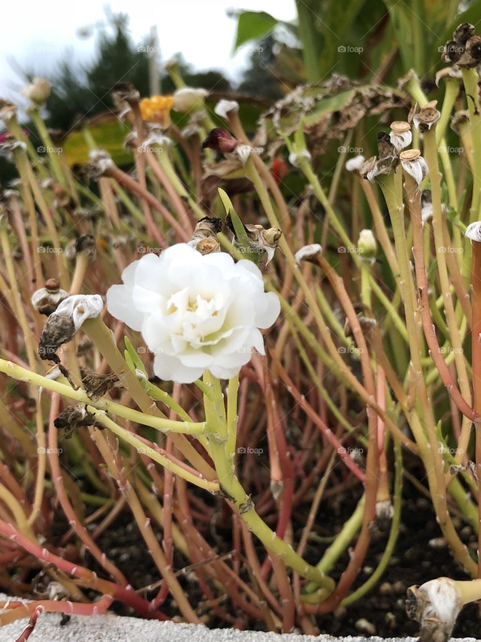 White blossom 