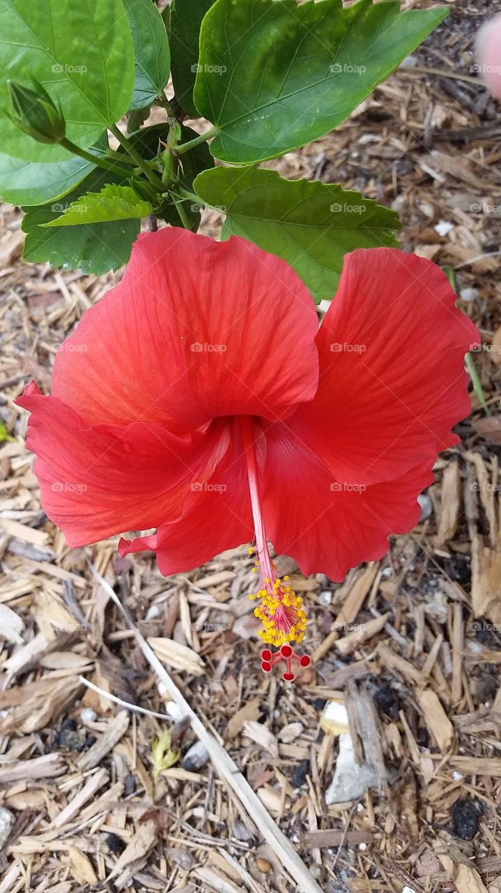 hibiscus full bloom. New Port Richey 