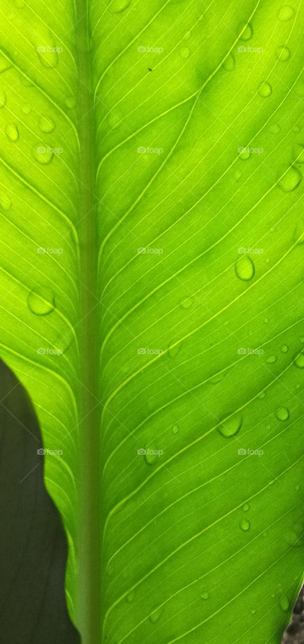 water drop on vertical leaves with green collor backgroud