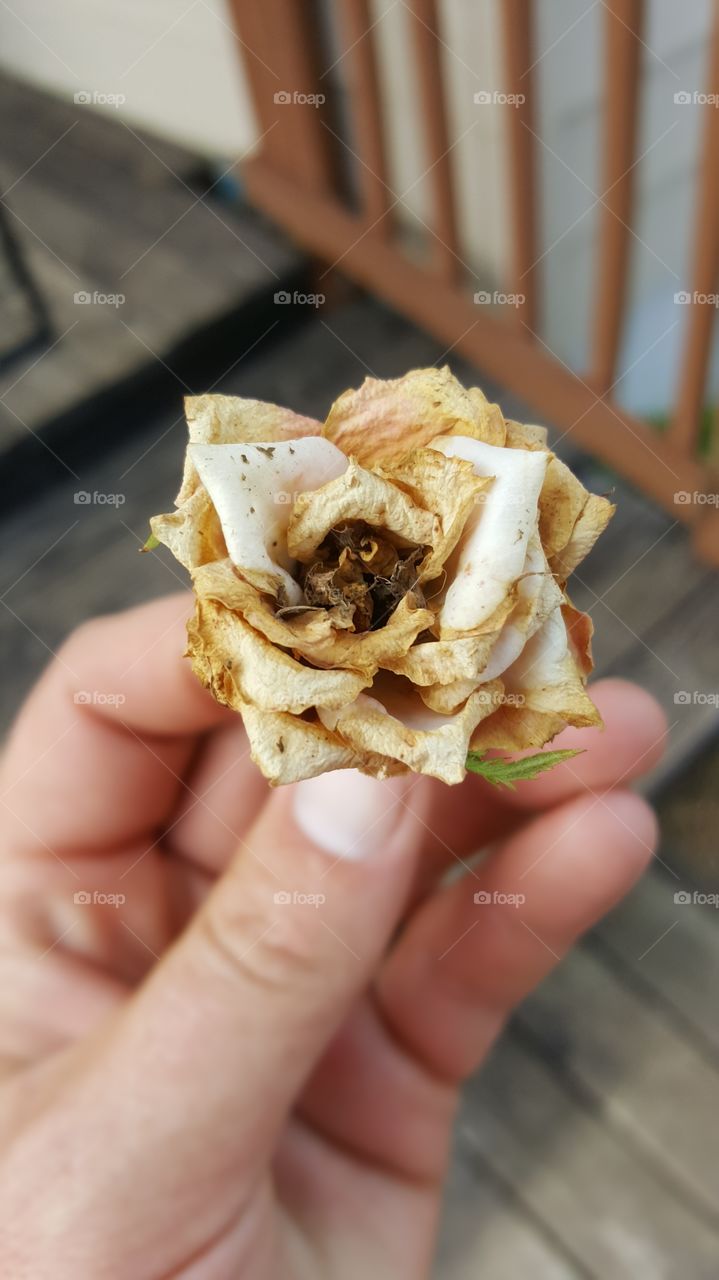 dying rose