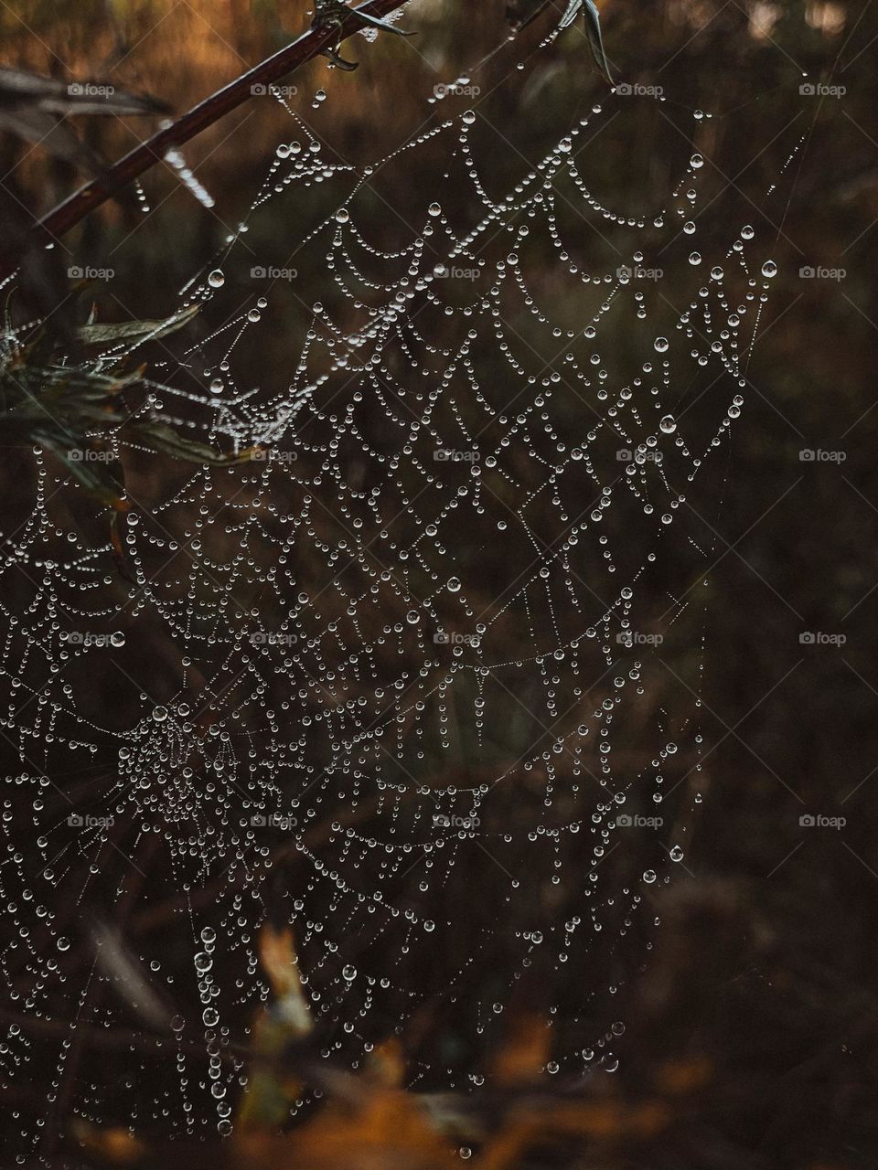 Spider web