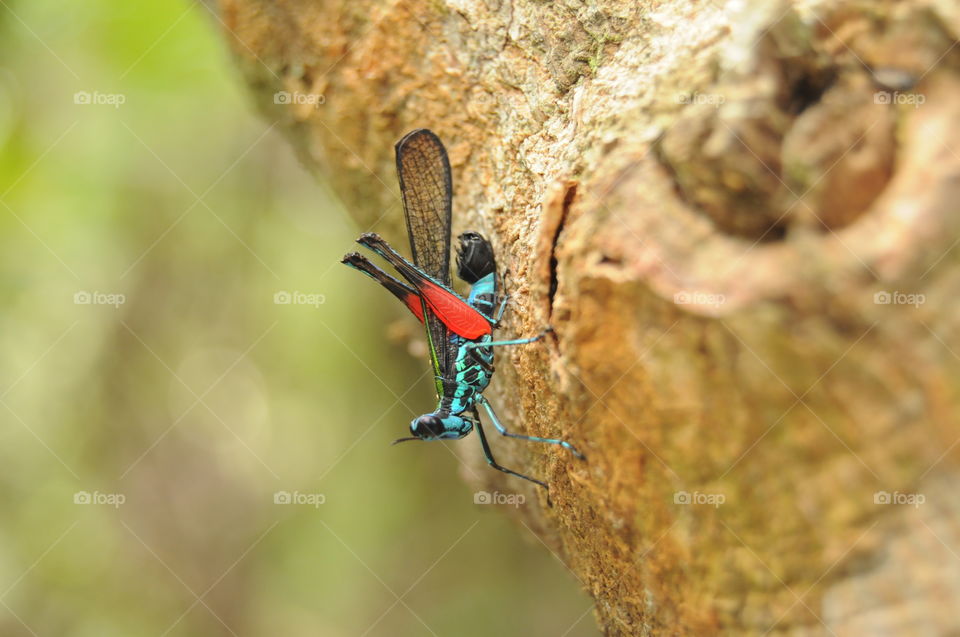 View of insect on tree trunk