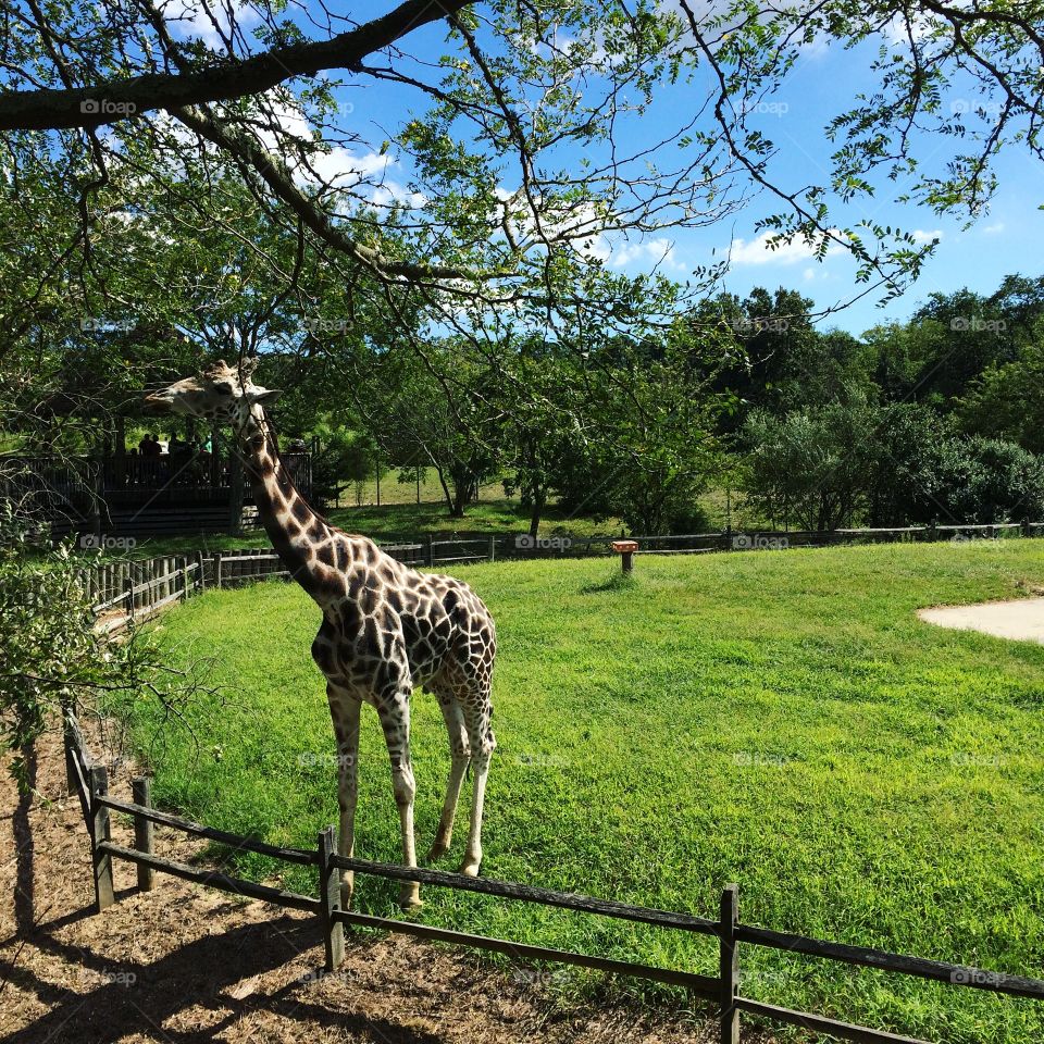 Giraffe on a beautiful day 