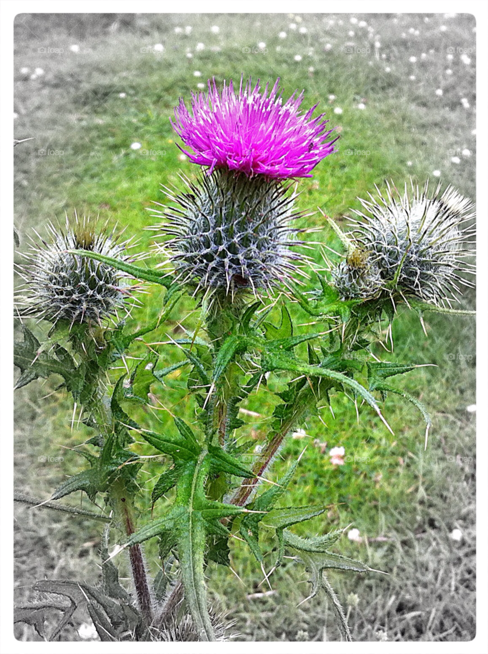 scotland colour thistle black and white by therealharps